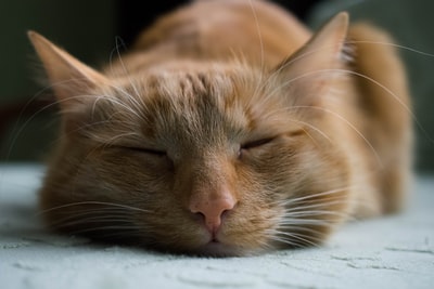 橙色斑猫睡在白色织物上